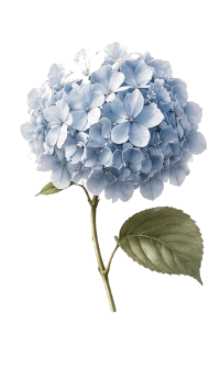 Hortensia Azul - Diseño Web