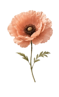 Amapola Coral - SAXA Planner
