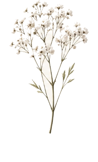 Lavanda