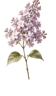 Gypsophila