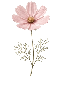 Cosmos